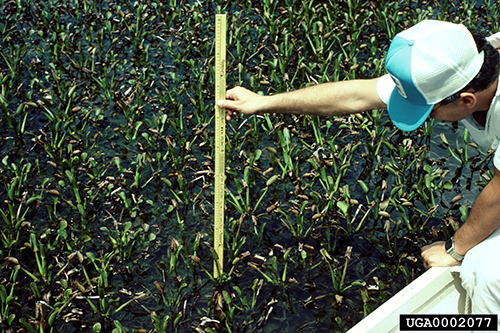 Water hyacinth, Pontederia crassipes Mart., plants damaged by Neochetina sp. exhibit stunted growth. Photograph by Willey Durden, USDA Agricultural Research Service, Bugwood.org.